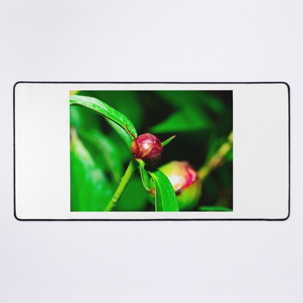 Item preview, macro peonía designed and sold by oleg gendel.