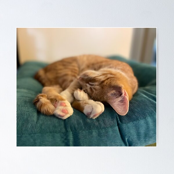 Item preview, Kitten Henry Toe Beans designed and sold by Queer AF Warlock.