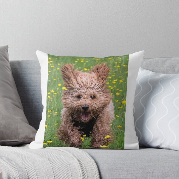 Item preview, Cute cavapoo designed and sold by Wendy Williams.