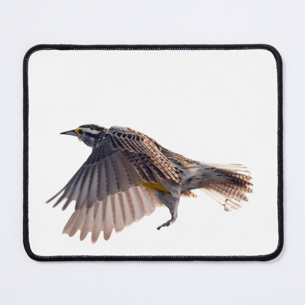 Item preview, Western Meadowlark flying designed and sold by RickClarkPhotos.