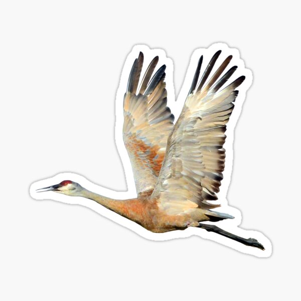Item preview, Sandhill Crane flying designed and sold by RickClarkPhotos.