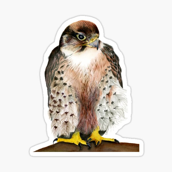 Lanner Falcon Bird Watercolor Painting Artwork Sticker