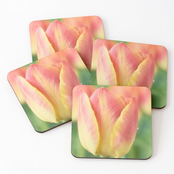 Item preview, Tulipa 'Candy Corner' Triumph Tulip designed and sold by Chris Burrows.
