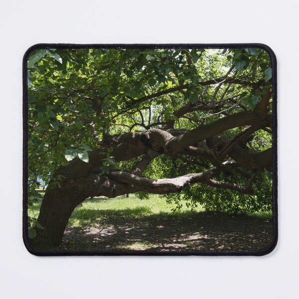 Item preview, Eccentric Mulberry Tree With Horizontal Limbs Creating Unique Shelter designed and sold by Georgia Mizuleva.
