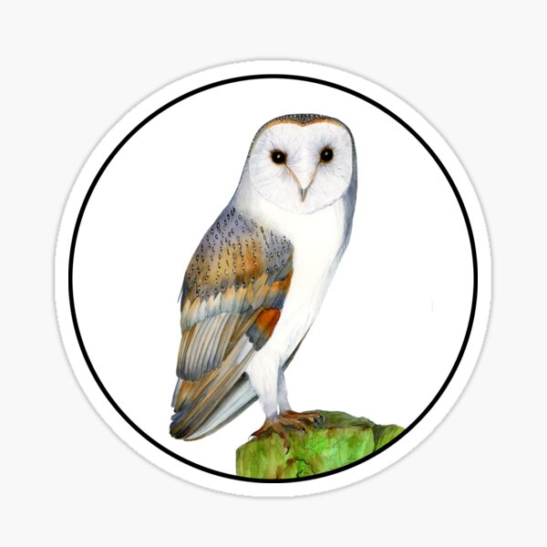 Barn Owl Bird Watercolor Painting Wildlife Artwork Sticker