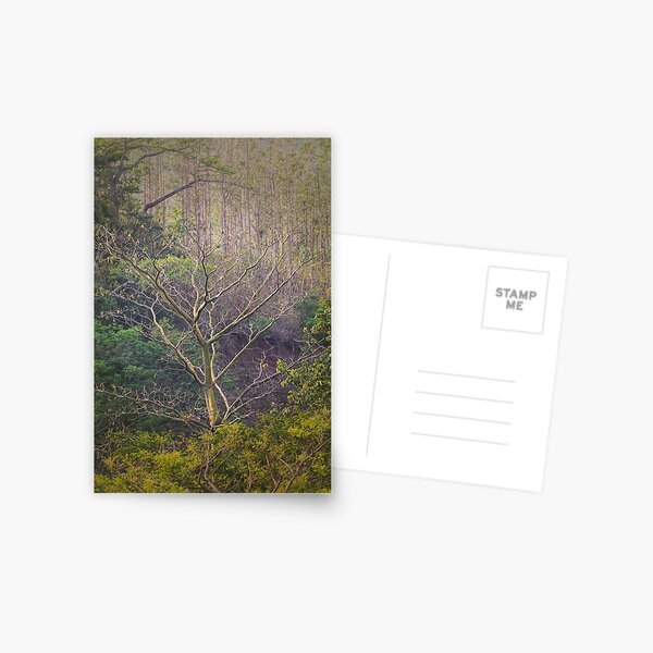 Soul-baring Tree Postcard