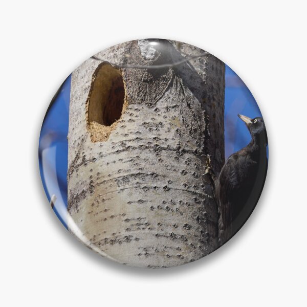Item preview, Home sweet home. Black woodpecker designed and sold by Jouko Lehto Photography.