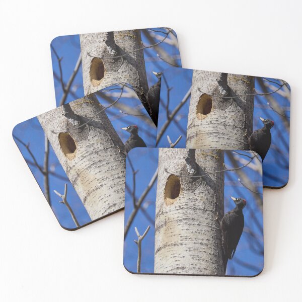 Item preview, Home sweet home. Black woodpecker designed and sold by Jouko Lehto Photography.