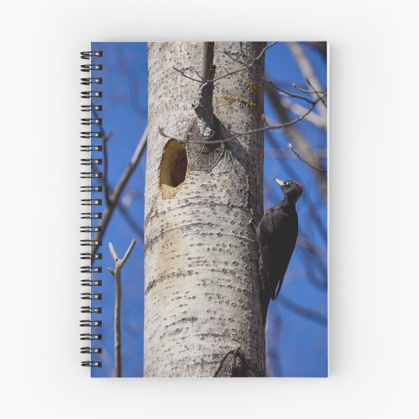 Item preview, Home sweet home. Black woodpecker designed and sold by Jouko Lehto Photography.