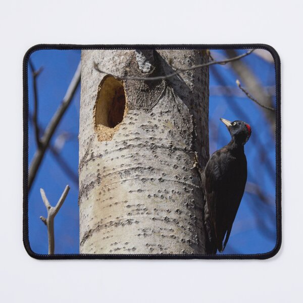 Item preview, Home sweet home. Black woodpecker designed and sold by Jouko Lehto Photography.