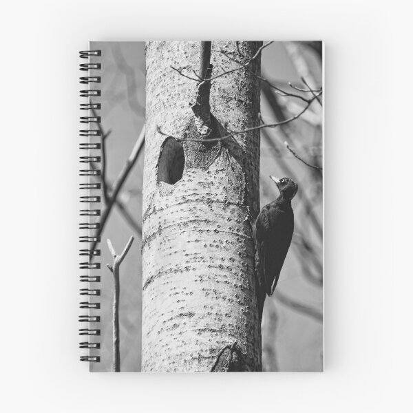 Item preview, Home sweet home. Black woodpecker bw designed and sold by Jouko Lehto Photography.