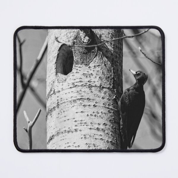 Item preview, Home sweet home. Black woodpecker bw designed and sold by Jouko Lehto Photography.