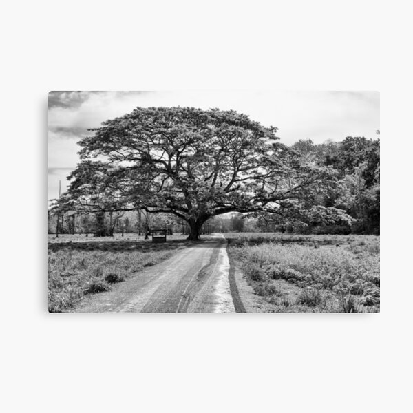 Majestic Canvas Print