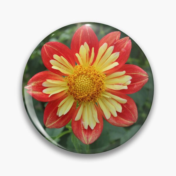 Artikelvorschau, Blumenfoto entworfen und verkauft von Kayla :).