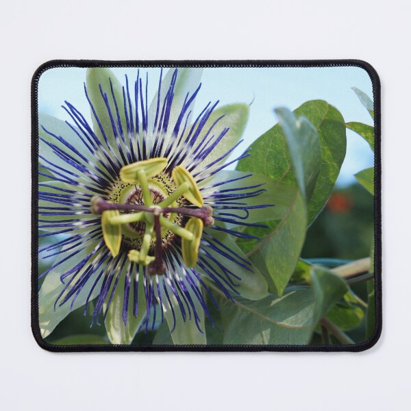 Item preview, Passionfruit Flower designed and sold by LoJaRuPhotos.