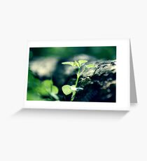 Insects noise... Greeting Card