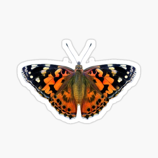 Painted Lady Butterfly Watercolor Painting Wildlife Artwork Sticker
