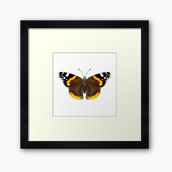 Red Admiral Butterfly Watercolor Painting Wildlife Artwork Framed Art Print