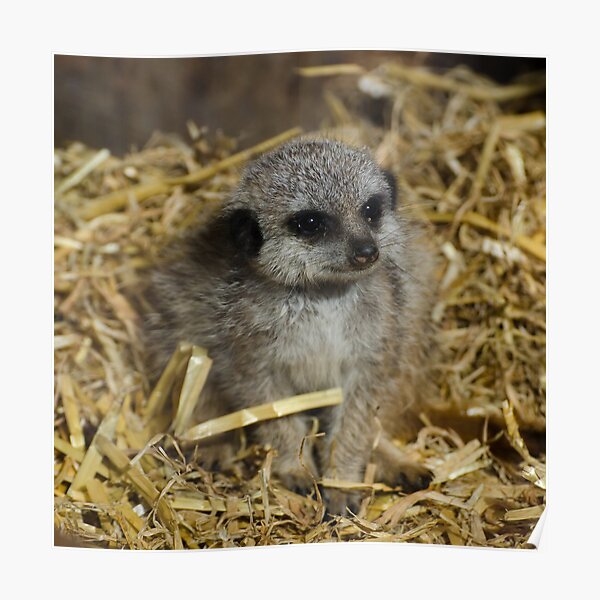 Young Meerkat Poster