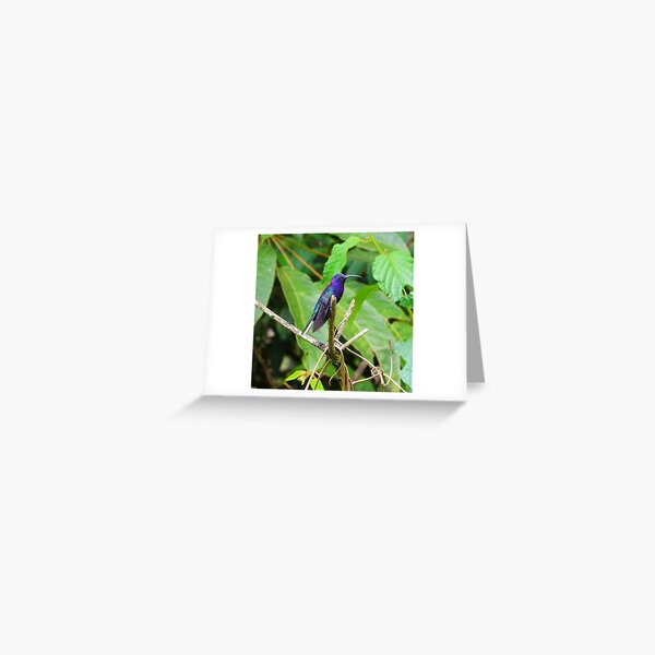Violet Sabrewing Hummingbird Alvaro Miranda Panama Bird Photography Greeting Card