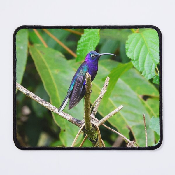 Item preview, Violet Sabrewing Hummingbird Alvaro Miranda Panama Bird Photography designed and sold by Alvaro-Miranda.