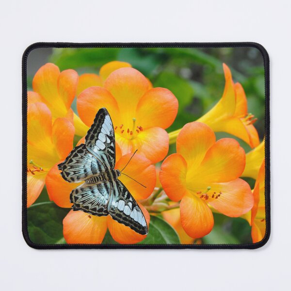 Artikelvorschau, Ein blauer Schmetterling bestäubt Rhododendron simbu Sonnenuntergang Blumen entworfen und verkauft von Peter Etchells.