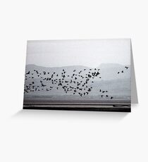 Barnacle geese buzz the Solway mud flats Greeting Card