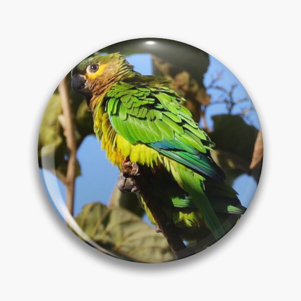 Item preview, Blue Headed Parrot Alvaro Miranda Panama Bird Photography designed and sold by Alvaro-Miranda.