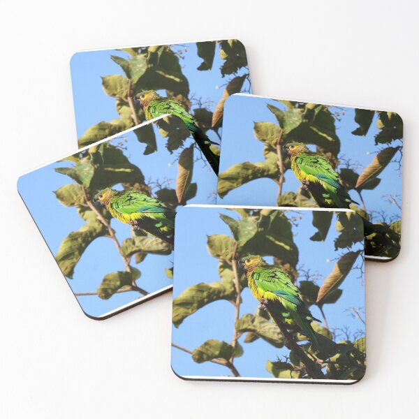 Item preview, Blue Headed Parrot Alvaro Miranda Panama Bird Photography designed and sold by Alvaro-Miranda.