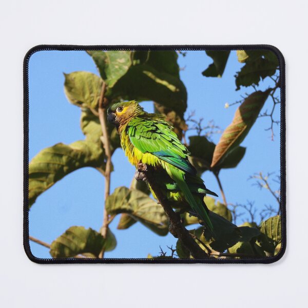Item preview, Blue Headed Parrot Alvaro Miranda Panama Bird Photography designed and sold by Alvaro-Miranda.
