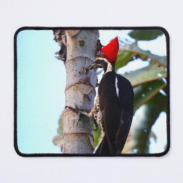 Item preview, Panama Lineated Woodpecker on Tree Alvaro Miranda Photography designed and sold by Alvaro-Miranda.