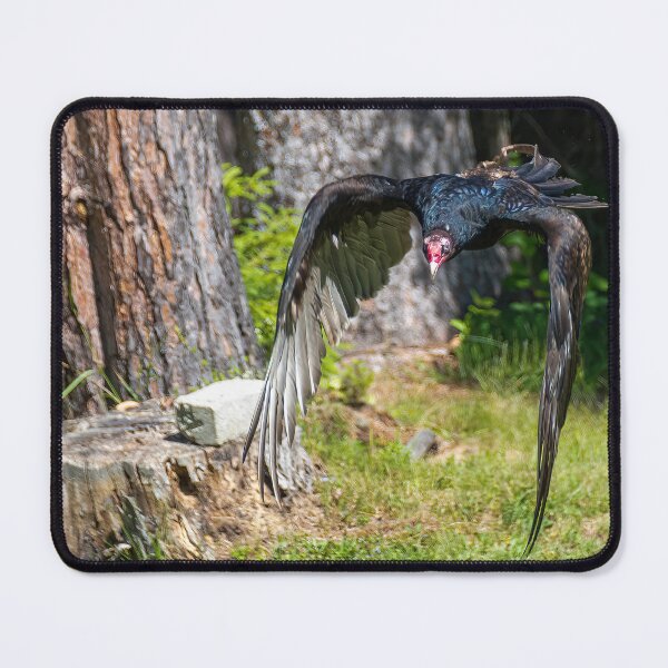 Item preview, Turkey Vulture Flying out of a Forest designed and sold by jrtwynam.