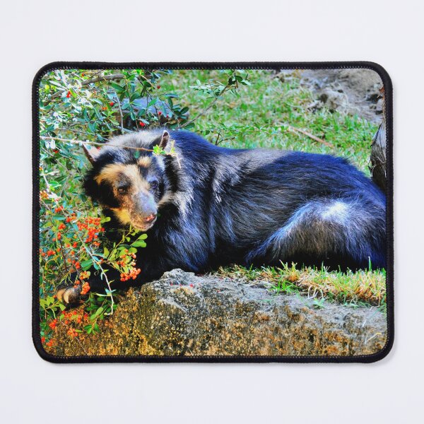 Item preview, Bear designed and sold by Savannah Gibbs.