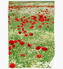 poppy and chamomile wild flowers meadow Poster