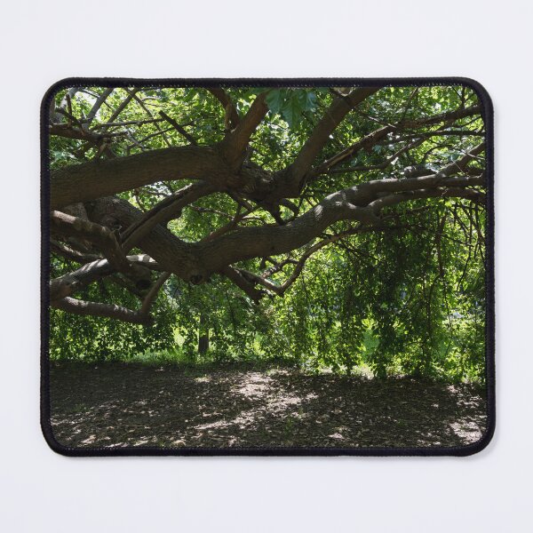 Item preview, Unusual Mulberry Tree With Horizontal Limbs Creating Green Biophilic Shelter designed and sold by Georgia Mizuleva.