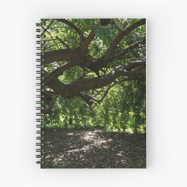 Item preview, Unusual Mulberry Tree With Horizontal Limbs Creating Green Biophilic Shelter designed and sold by Georgia Mizuleva.