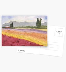 Spring Tulip Fields, WA Postcards