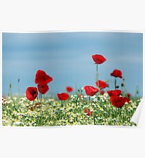 red poppy and chamomile wild flowers Poster