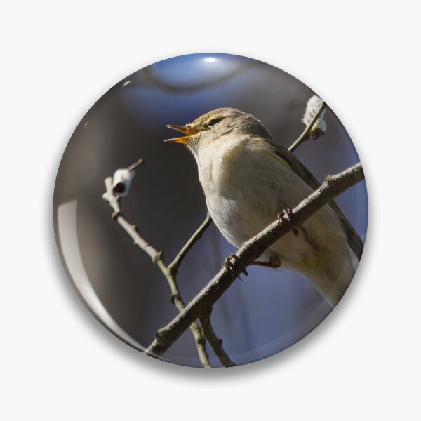 Item preview, Chiff chaff zilt zalt. Chiffchaff designed and sold by Jouko Lehto Photography.