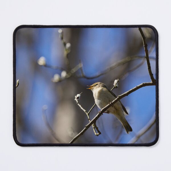 Item preview, Chiff chaff zilt zalt. Chiffchaff designed and sold by Jouko Lehto Photography.