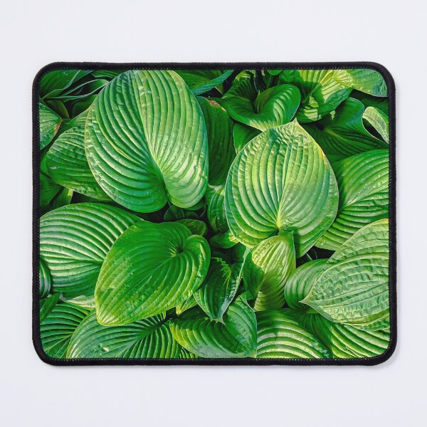 Item preview, Green Broadleafed Leaves at the Conservatory Gardens - Bendigo, Victoria, Australia designed and sold by Steven Jodoin.