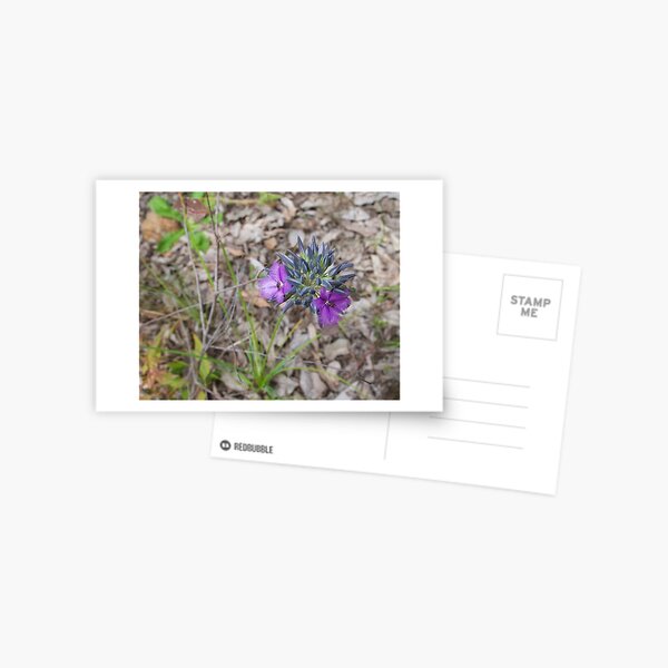 Item preview, Wildflower of Western Australia with Bees designed and sold by Mark ODwyer.