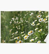 chamomile flower meadow spring season Poster