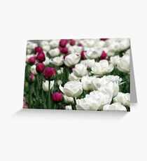 white and red tulip flowers garden Greeting Card