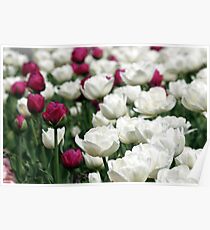 white and red tulip flowers garden Poster