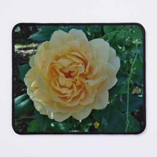 Item preview, Grace Yellow Rose - Fragrant & Beautiful designed and sold by JacquiRose23.