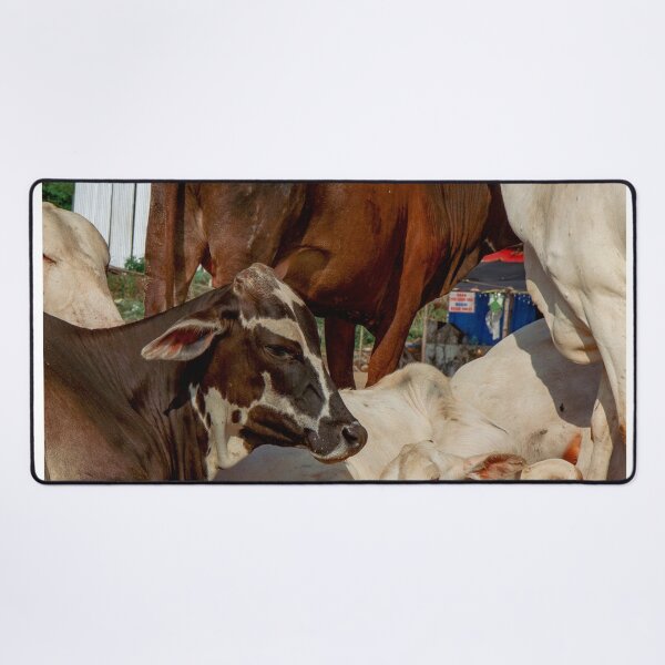 Item preview, Bovine Rest designed and sold by photonokha.