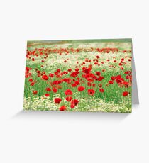 poppy and chamomile wild flowers meadow Greeting Card