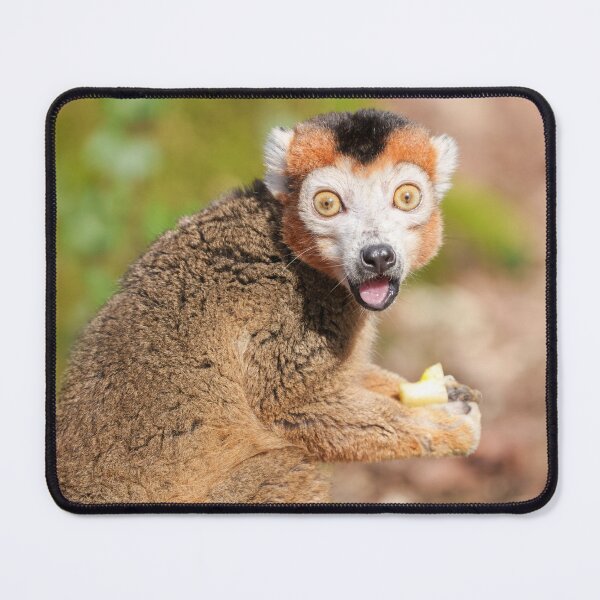 Item preview, Crowned Lemur's Surprise A Candid Expression designed and sold by rawshutterbug.