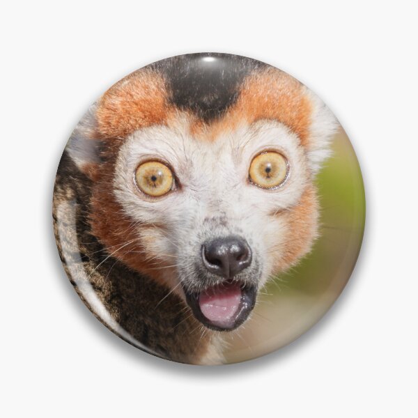 Item preview, Crowned Lemur's Surprise A Candid Expression designed and sold by rawshutterbug.